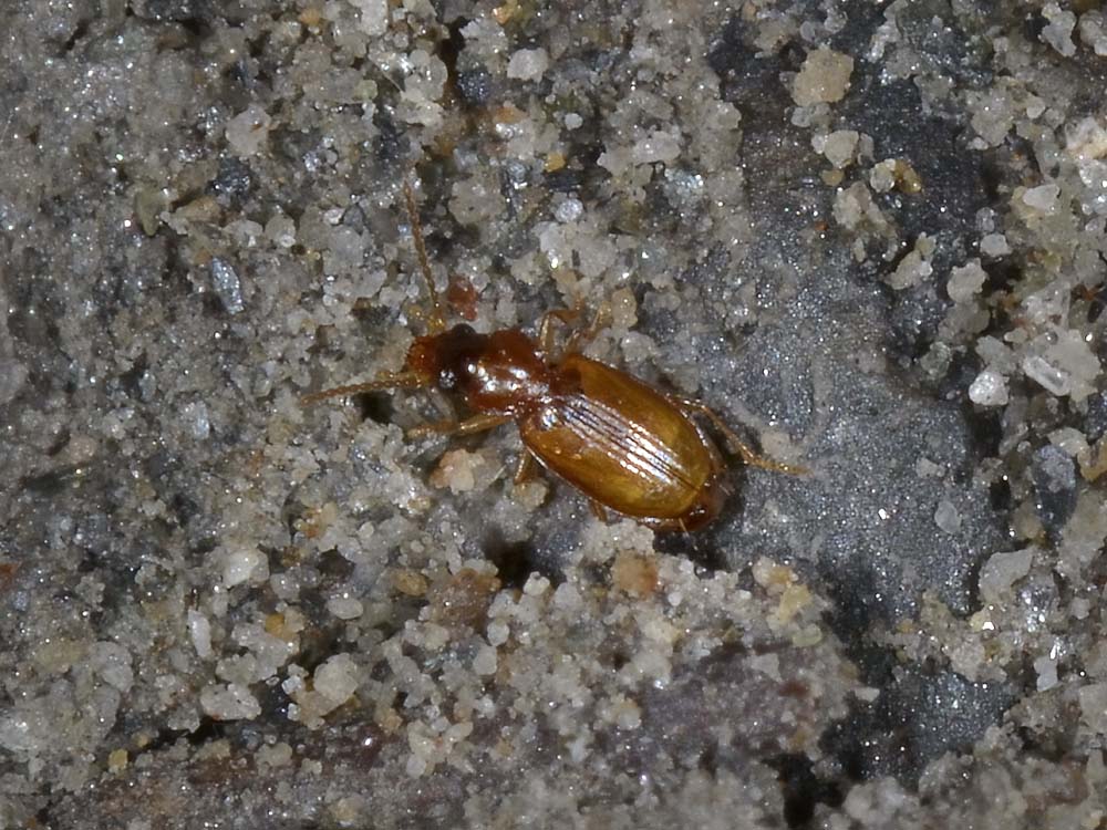 Paratachys micros (cf.)